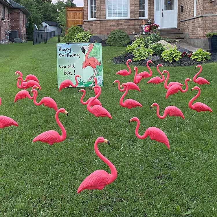 3D Flamingos